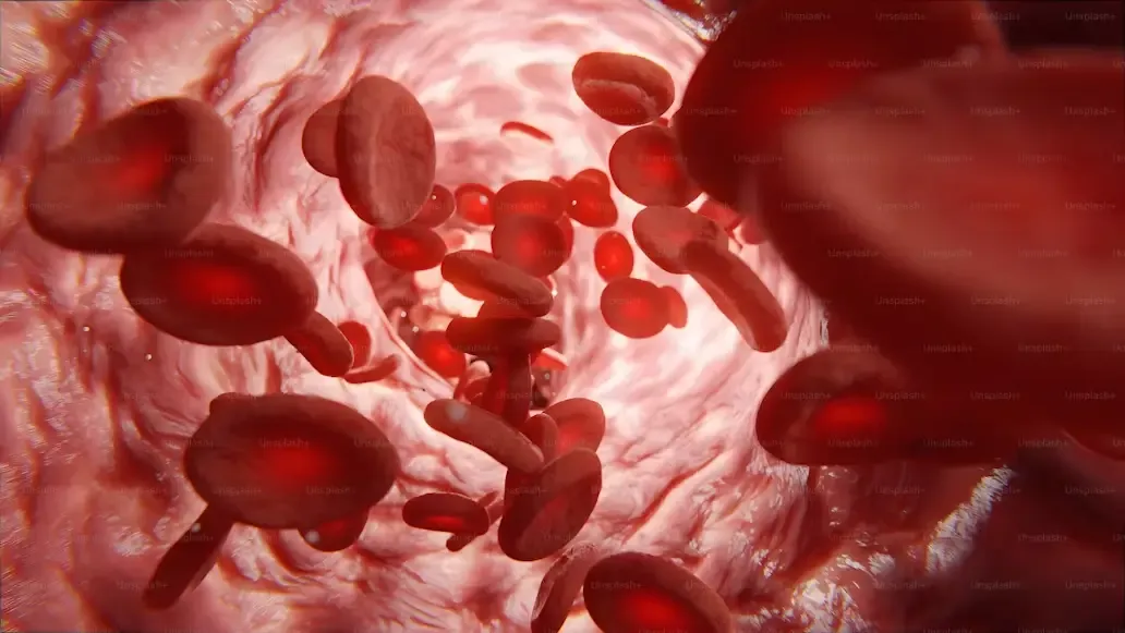 Megaloblastic Anaemia: What It Is, Symptoms and Causes