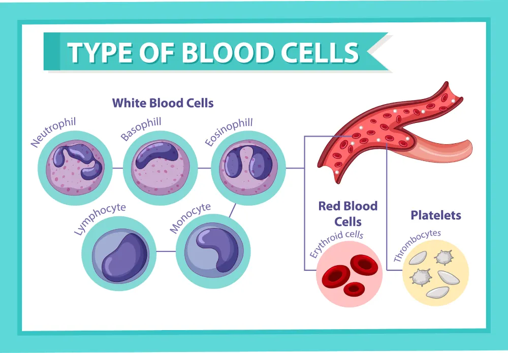 Platelet Disorders: Types, Symptoms & Treatment