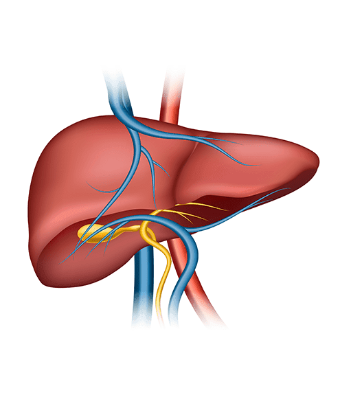 Prognosis of Hepatitis B with HBV Viral Load