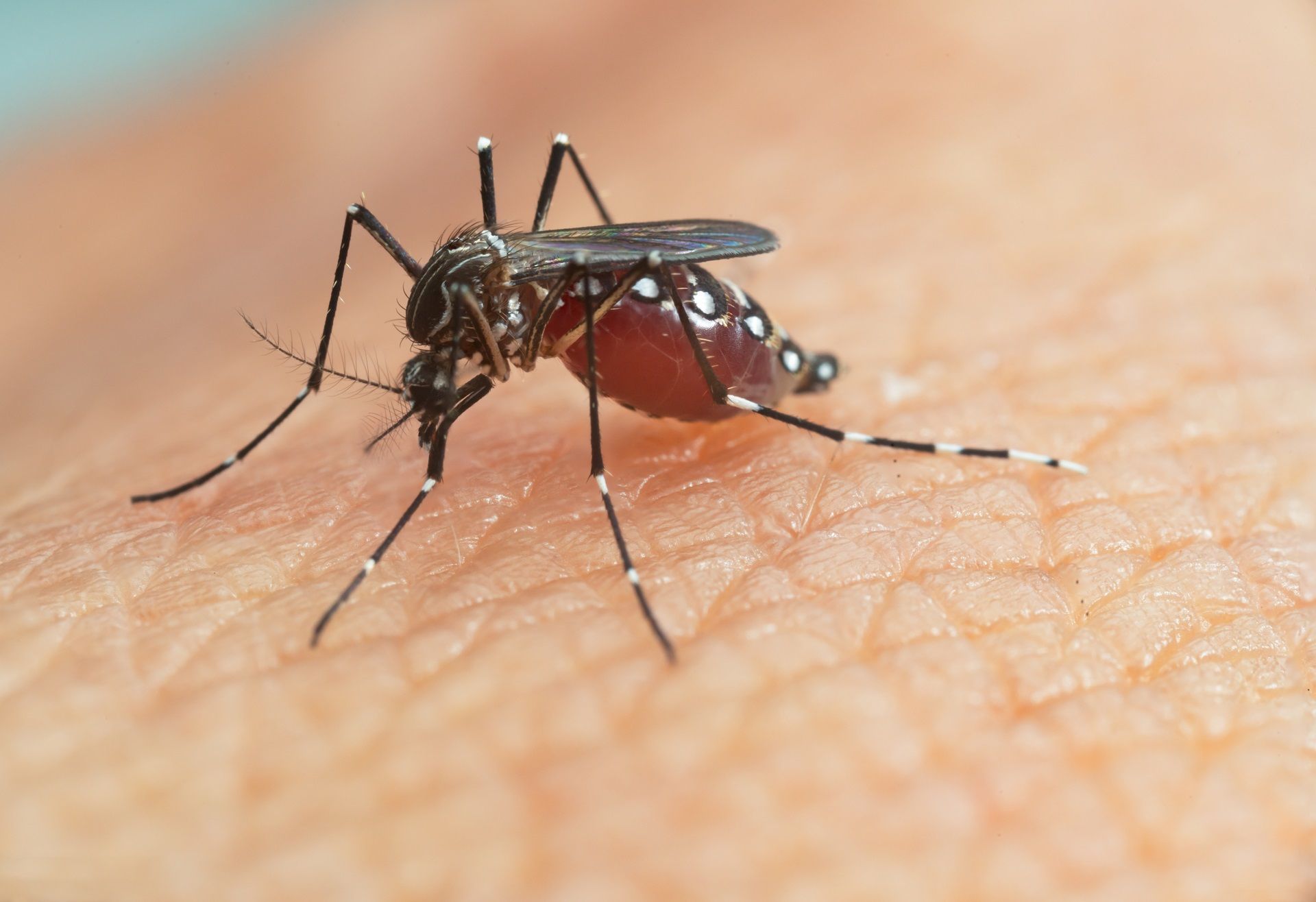 Advances In Malaria Diagnosis How Rdts Detect Parasites
