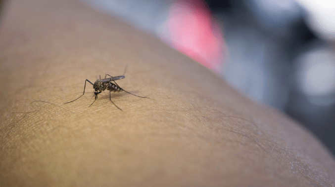 Dengue Symptoms in Adults and Children: Which Tests Are Needed for Diagnosis?