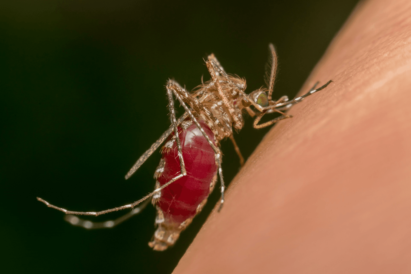 How The Dengue Antibody Igm Elisa Test Helps In Early Diagnosis
