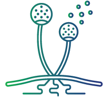 Persistent or recurrent fungal infections despite antifungal treatment