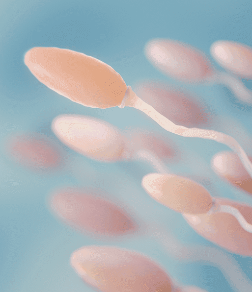 Sperm Dna Fragmentation Test For Male Infertility