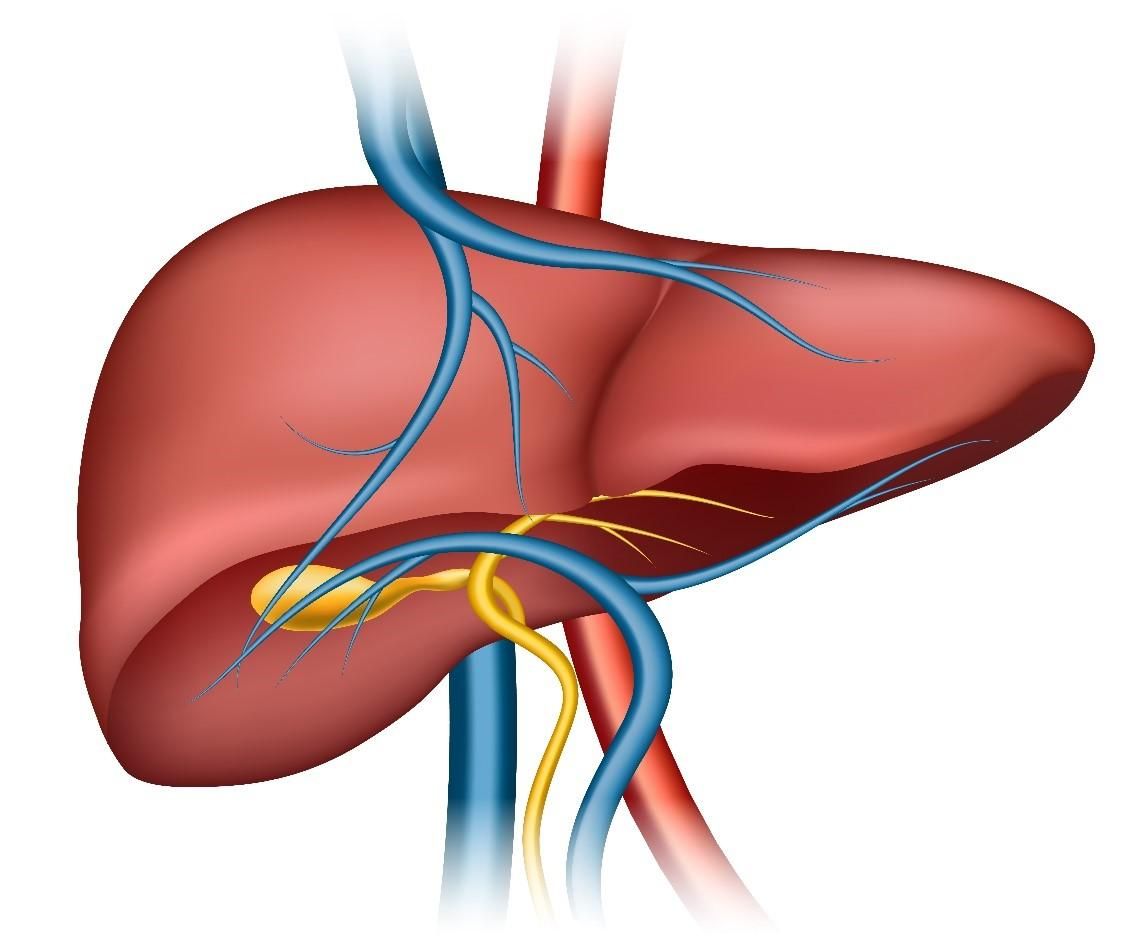 How Liver Function Tests Can Help Diagnose Medical Conditions