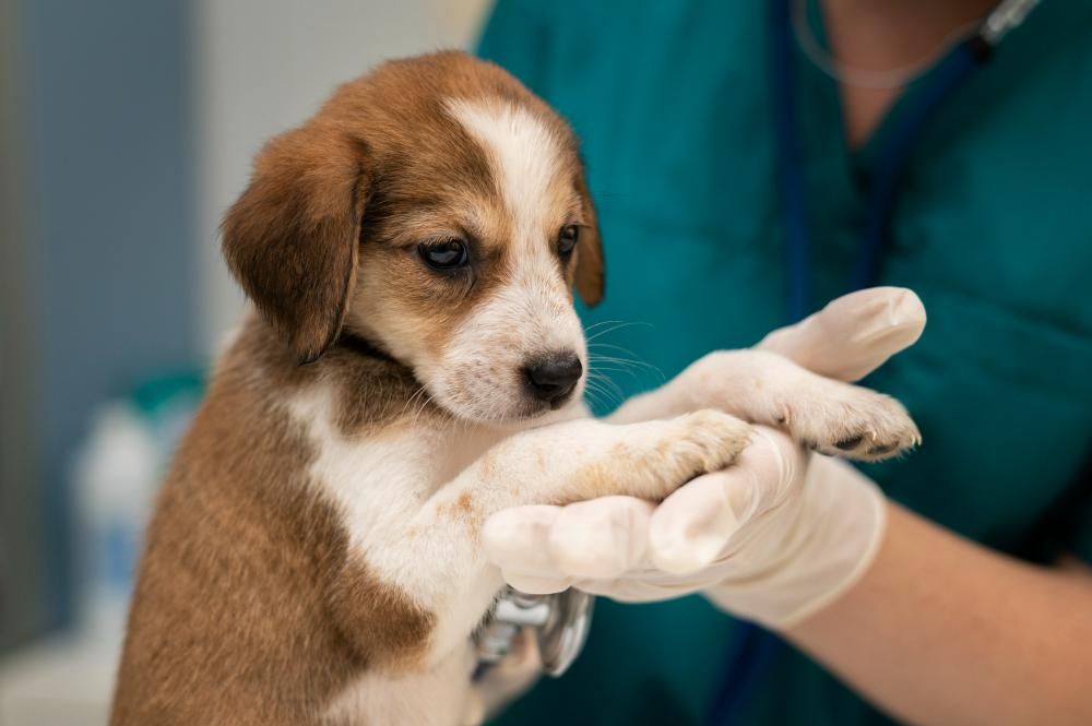 How To Strengthen Your Immune System To Prevent Rabies And Other Infections