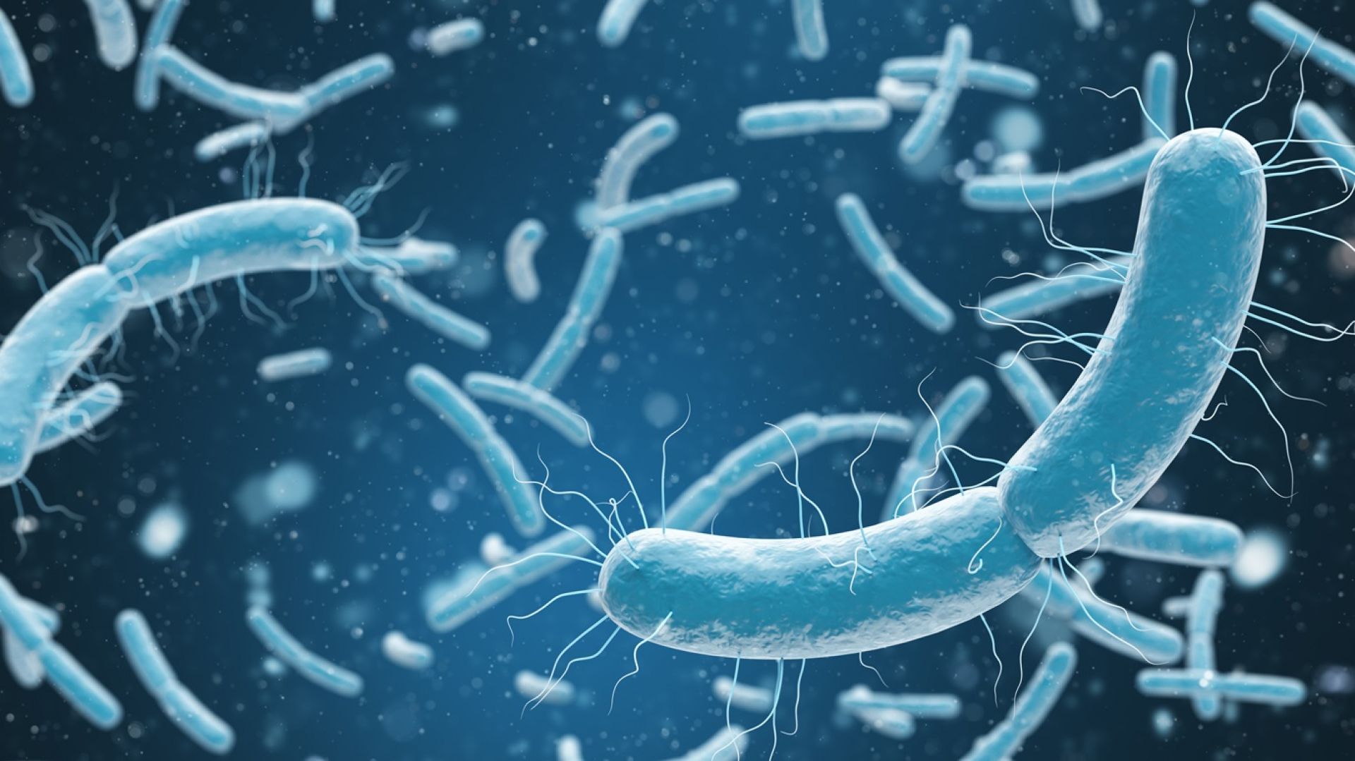 Importance Of Widal Test Diagnosing Typhoid Infections