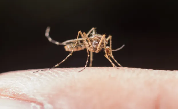 Malaria vs Dengue: Symptoms, Diagnostic Tests, and Prevention