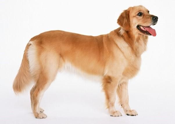 Understanding Dog Dander Allergy Causes Symptoms And Testing